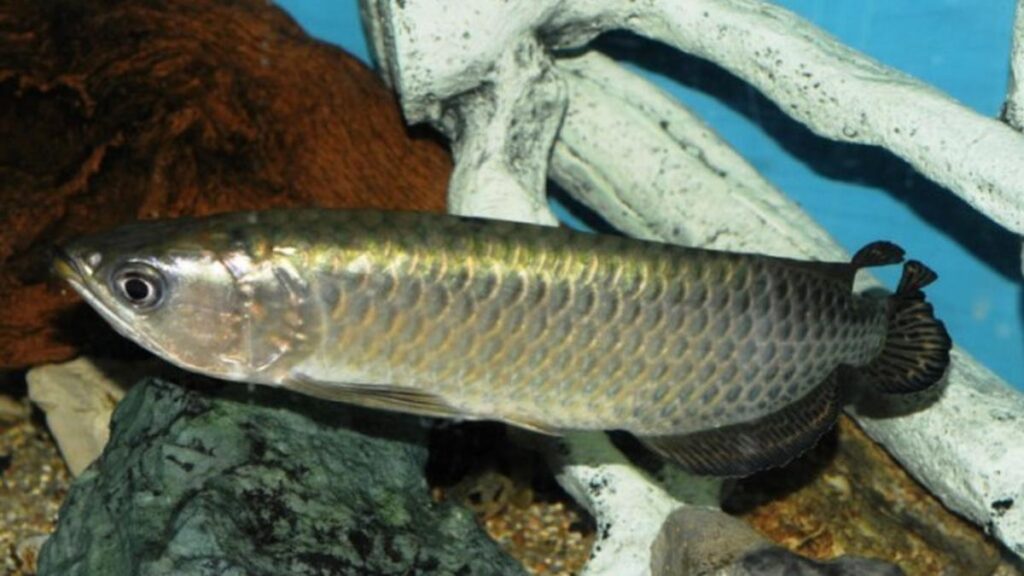 Keindahan Ikan Arwana