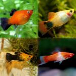 Beragam Jenis Ikan Platy