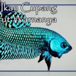 Ikan Cupang Varietas