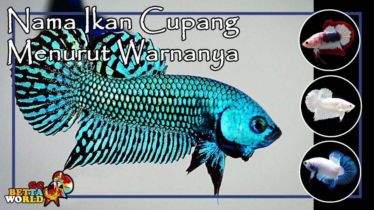 Ikan Cupang Varietas